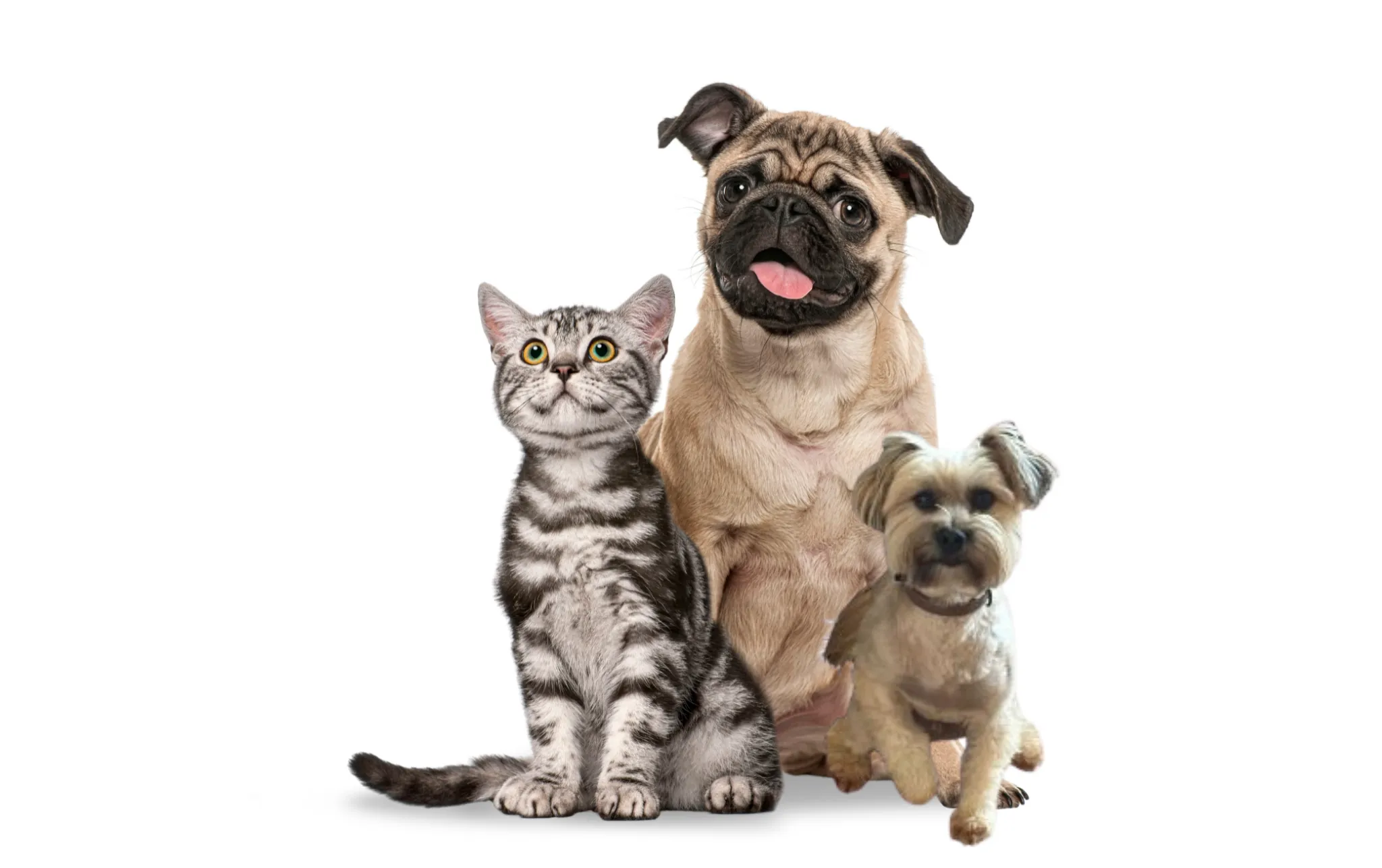 PET CARE